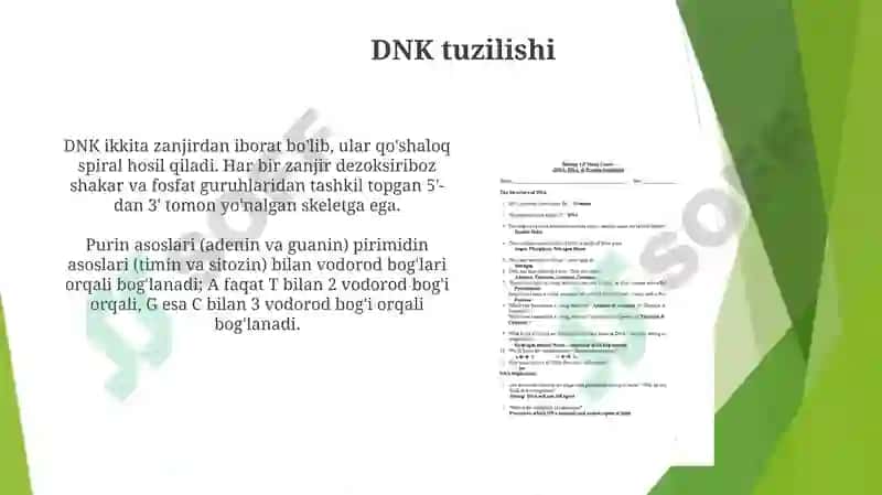 DNKstrukturasivareplikatsiyasi 3