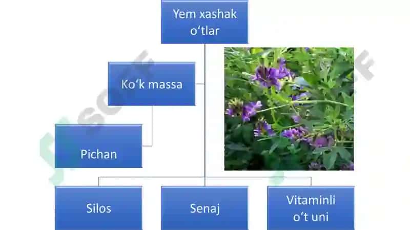 Ko‘p yillik dukkakli va qo‘ng‘irbosh o‘tlar 3