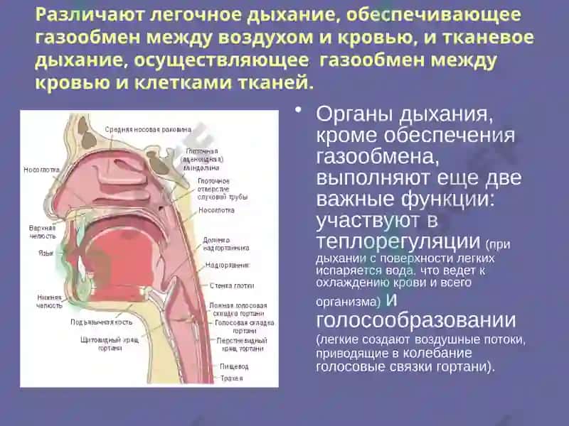 Rus tili fanidan mustaqil ish. nafas olish sistemasiga 3