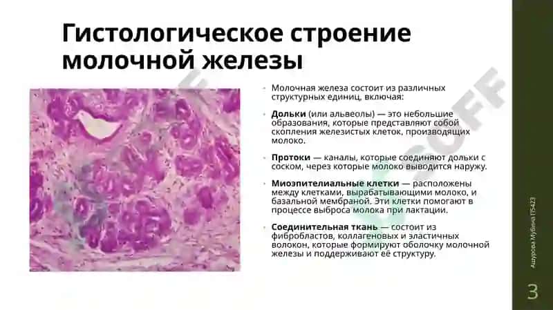 Управление молочными железами, возрастные изменения молочных желез 3