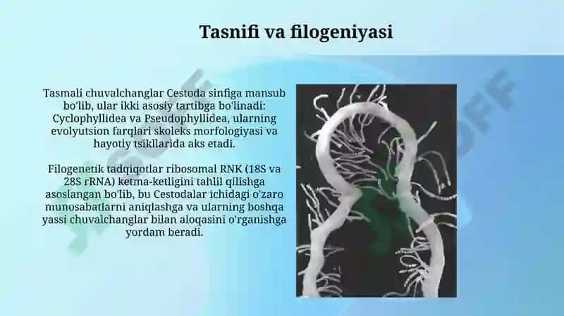 Tasmasimon chuvalchanglar dunyosi va ularning vakillari 3