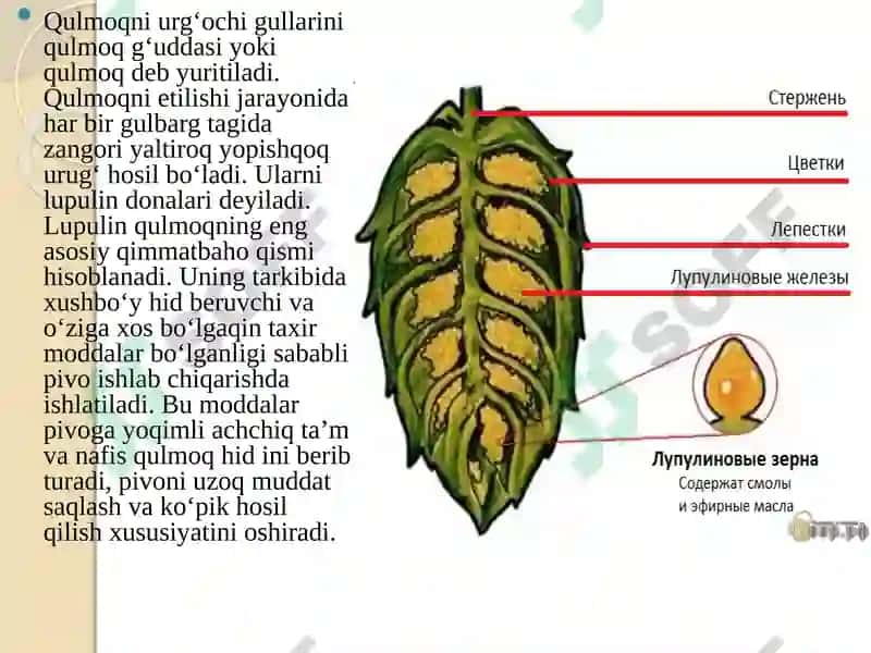 Qulmoq 3