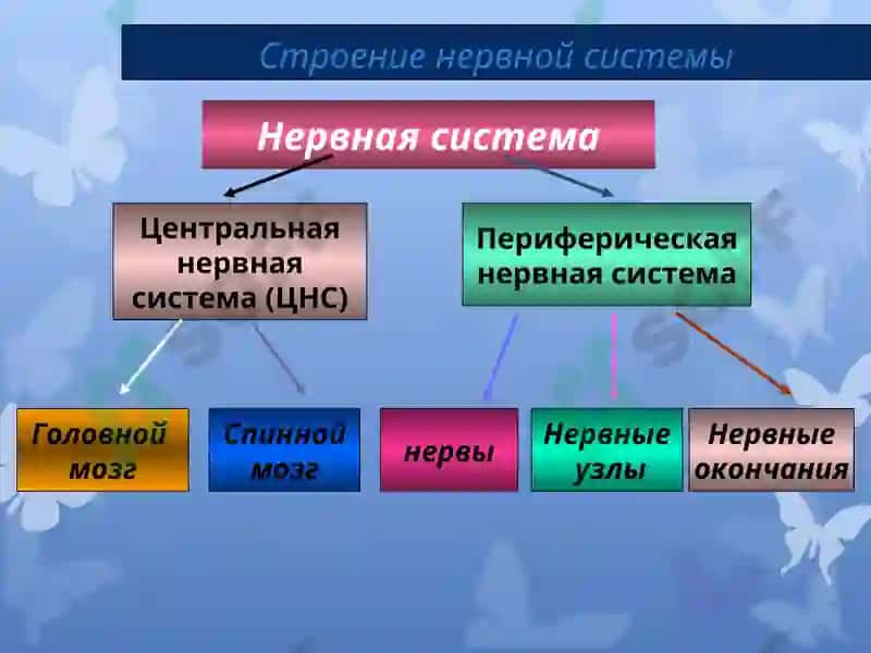 Презентация по дисциплине «Русский язык» 3