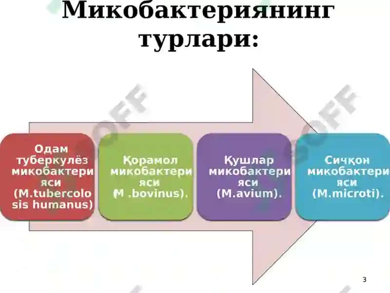 Sil kasalligini qo‘zg‘atuvchisi 3