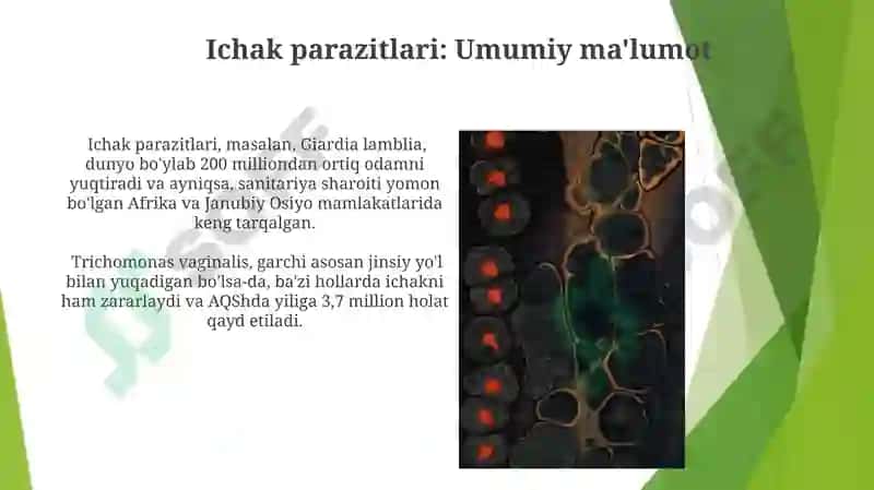 Ichak parazitlari 3