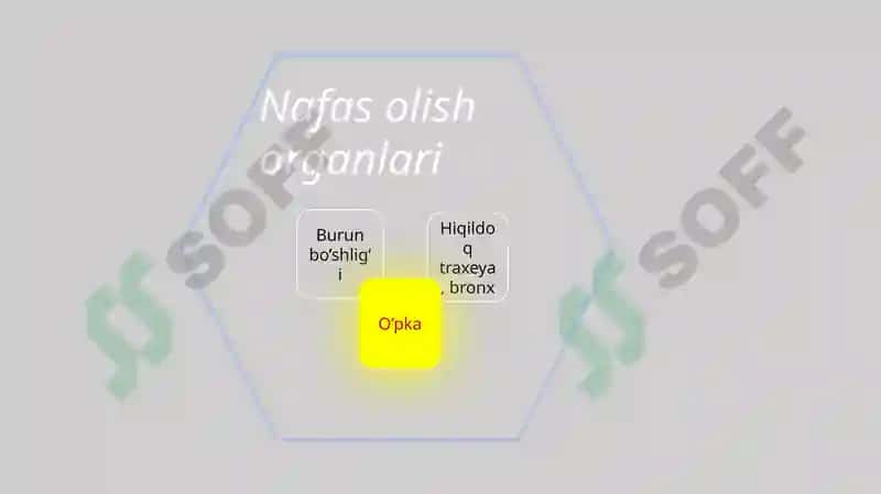 Nafas olish sistemasi pptx 3