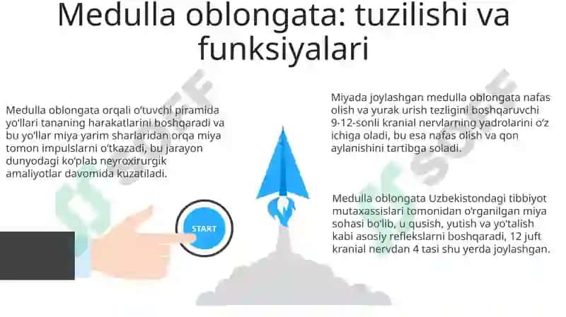 Medulla Oblongata 3