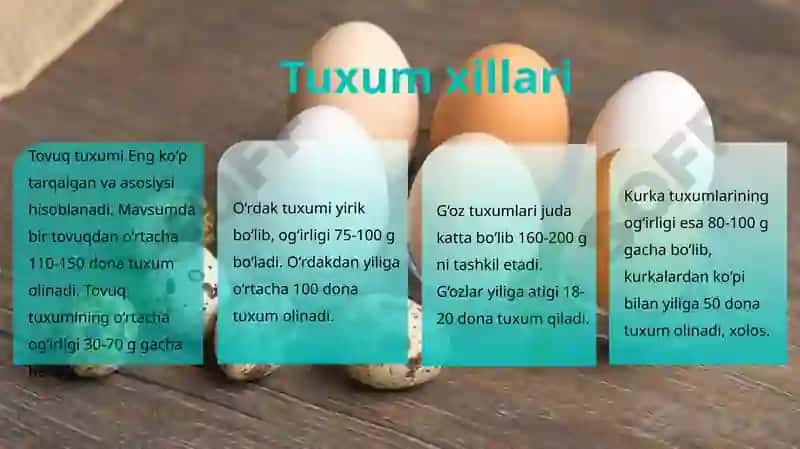 Tuxumlar 3