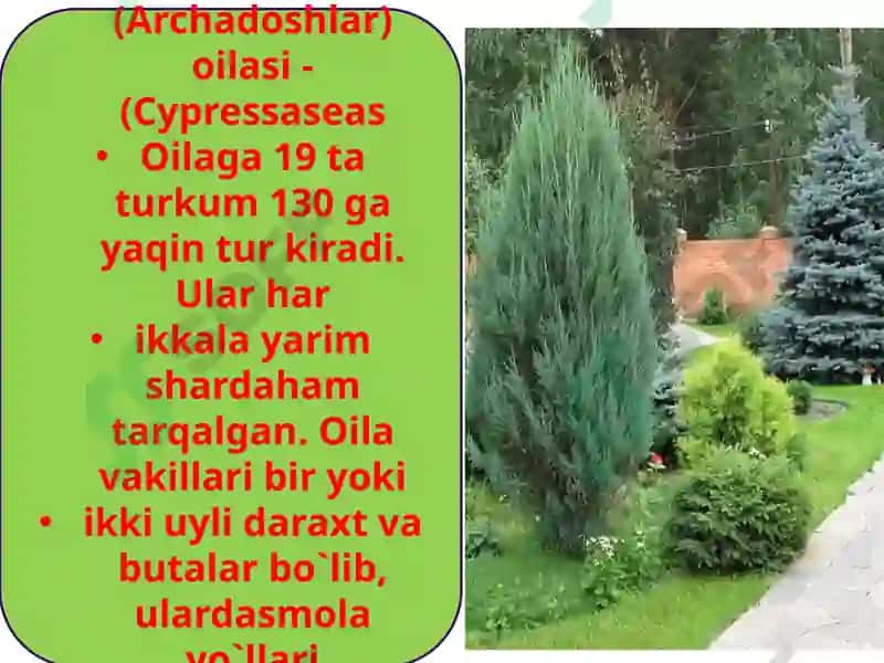Sarvnamolar qabilasi 3