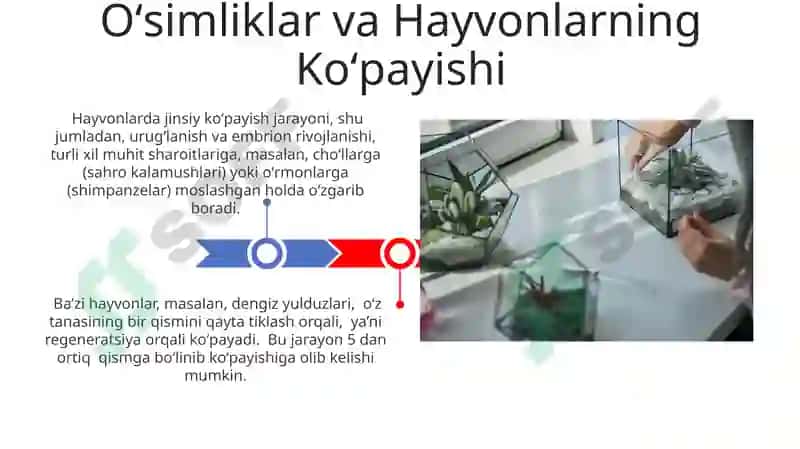 O'simliklar va hayvonlar mavzusida taqdimot 3