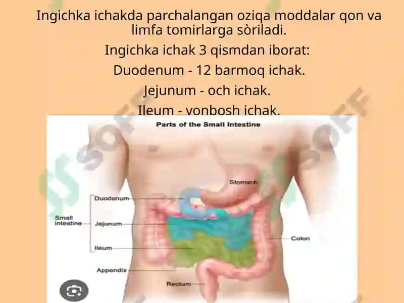 Ingichka ichak, uning qismlari, rivojlanishi, funksiyasi va topografiyasi.  Yoģon ichak , uning qismlari, rivojlanishi,  topografiyasi va funksiyasi.  Togri ichak qismlari,  sfinkterlar, tuzilishi, topografiyasi. 3