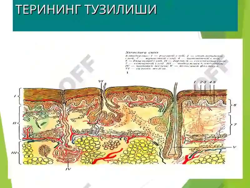 Дерматовенерология кафедраси 3