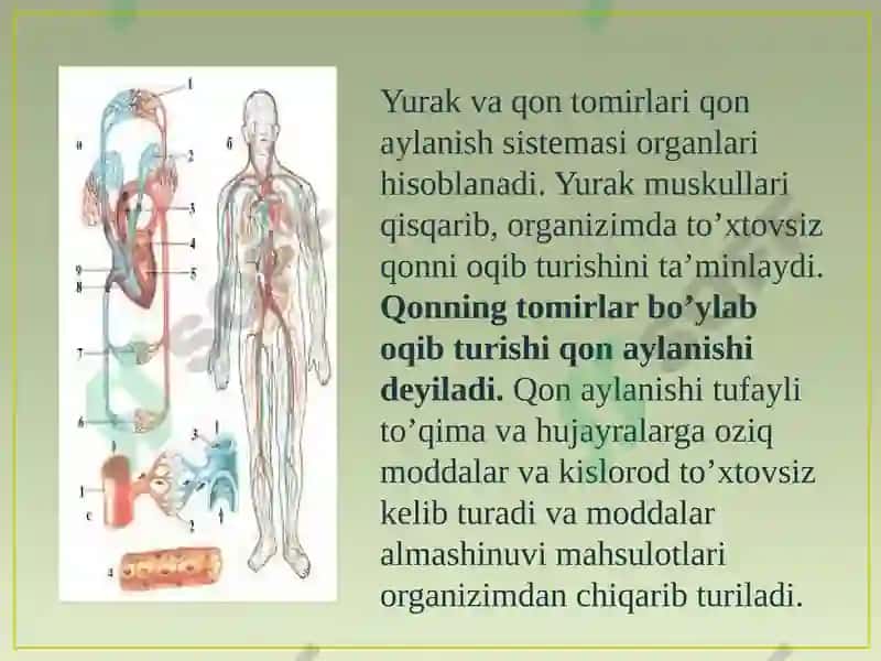Qonning tuzilishi, funksiyalari va yoshga oid xususiyatlari 3