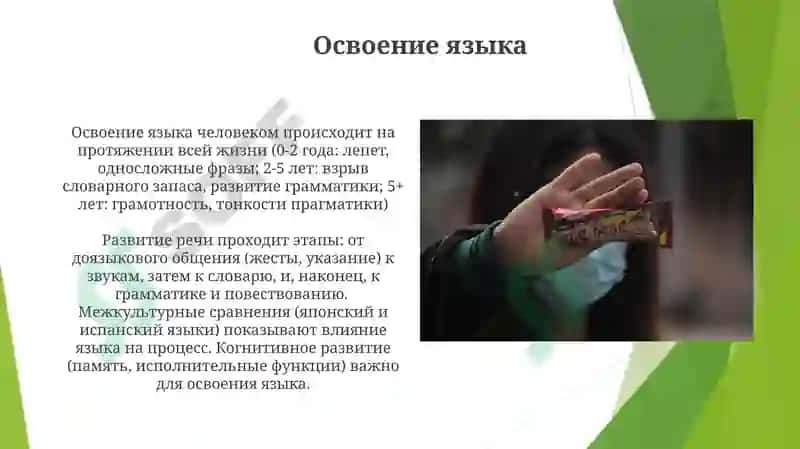 Онтофилогенетические развитие у человека 3