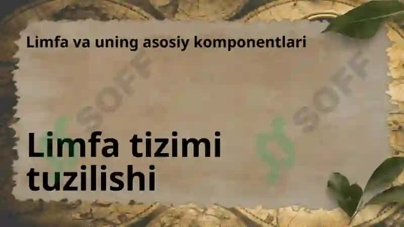 Limfa va uning harakati 3