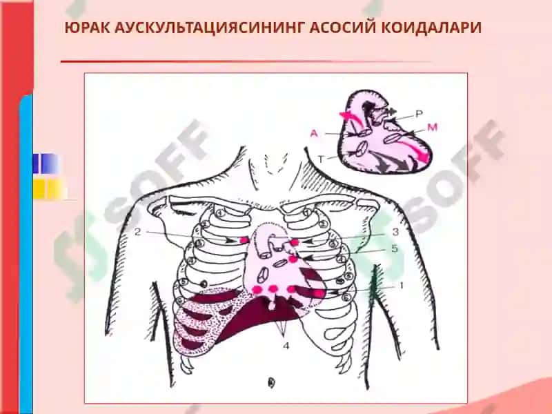 ЮРАК АУСКУЛЬТАЦИЯСИ 3