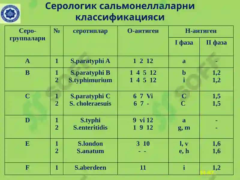 Salmonella classification 3