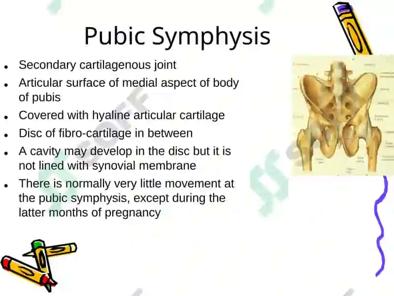 Pelvis 3