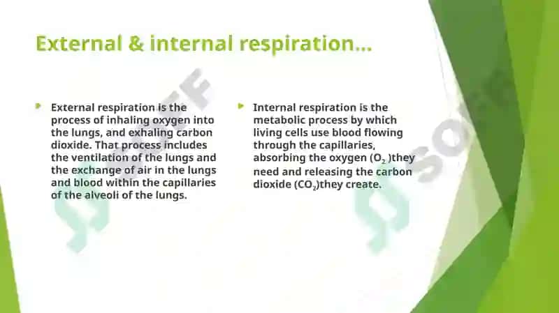 Lungs and a pulmonary system 3