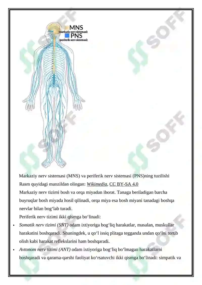 Organizmning nerv, endokrin-immun boshqariluvi 3