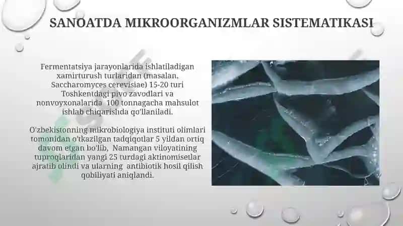 Mikroroorganizimlar va ularning sistimatikasi 3