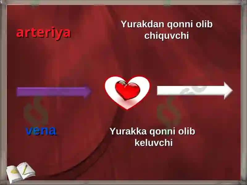 YURAK QON-TOMIR TIZIMINING UMUMIY ANATOMIYASI 3