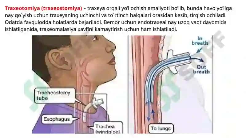 BO’YINNING CHUQUR TUZILMALARI 3