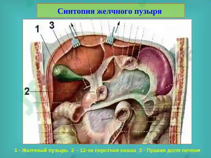 Желчнокаменная болезнь. Холециститы, диагностика и лечение 3