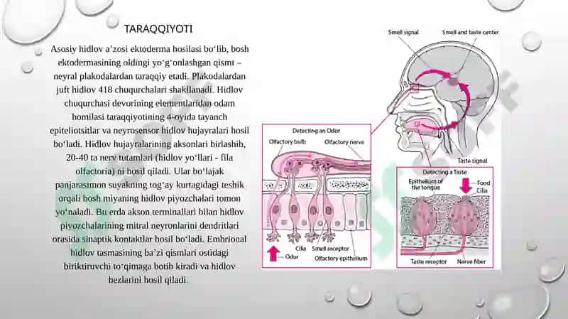 Hid bilish organi gistologiyasi va regenatsiya xususiyati pptx taqdimod uchun 3