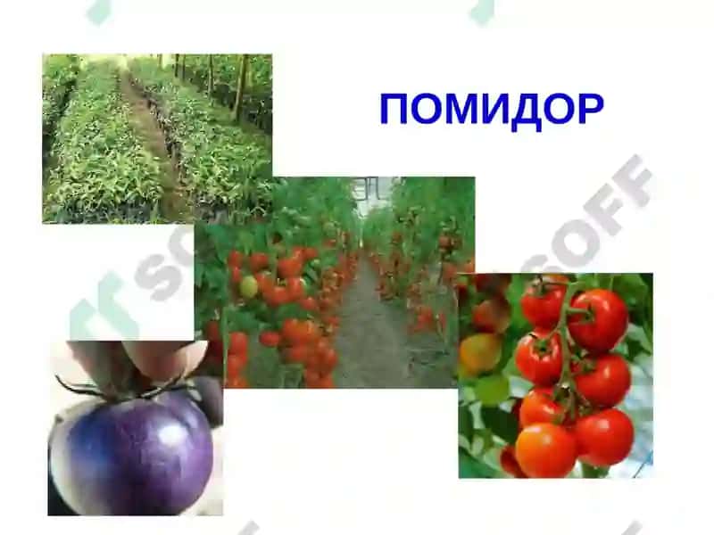 ҚИШЛОҚ ХЎЖАЛИКФИТОПАТОЛОГИЯСИ 3