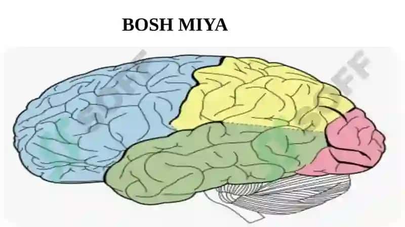 Bosh miya yarim sharlar po‘stlog‘ining fiziologiyasi. Bazal yadrolar. 3