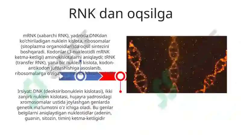 Nuklein kislotalar va irsiy belgilarining nasldan-naslga o‘tishdagi roli 3