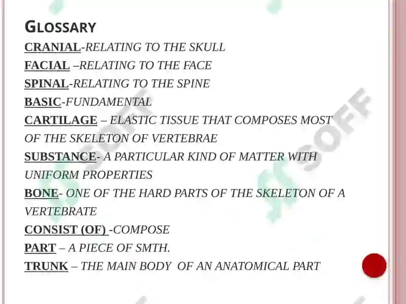 Skeletal system (anatomy) 3