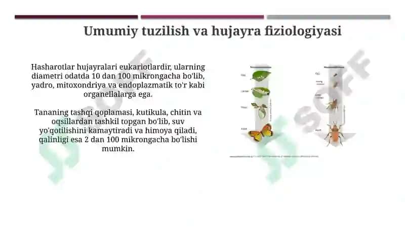 Hasharotlar fiziologiyasi 3