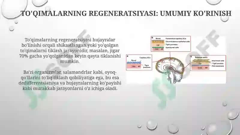 To'qimalarning regeneratsiyasi va transplantatsiyasi 3