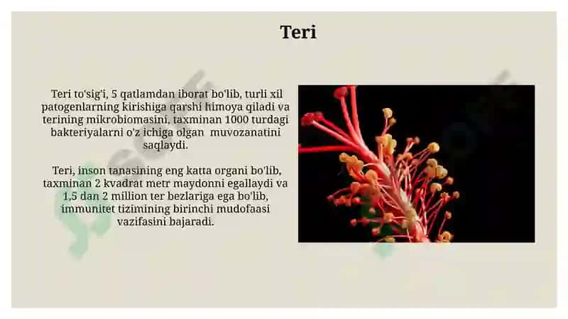 Teri 3
