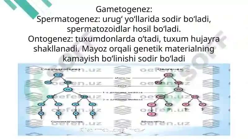 Proembrional va embrional rivojlanishning umumiy qonuniyatlari(Progenez) 3