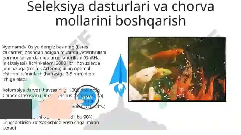 Baliqlarning nasl to‘g‘risidagi g‘amxo‘rligi 3