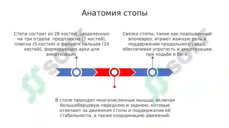Анатомия стопы 3