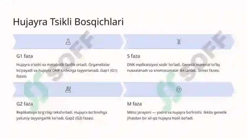 Hujayra Tsikli va Hujayra Replikatsiyasi Boshqaruvi Mexanizmlari 3