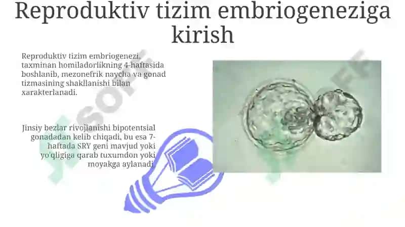 Jinsiy bezlar rivojlanishi 3