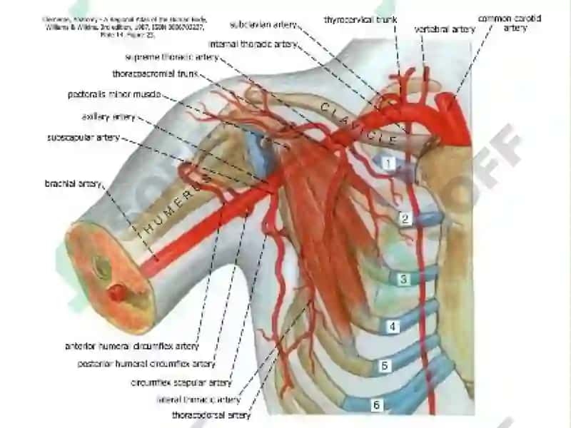 O`mrovosti arteriyasi, A.Axillaris 3