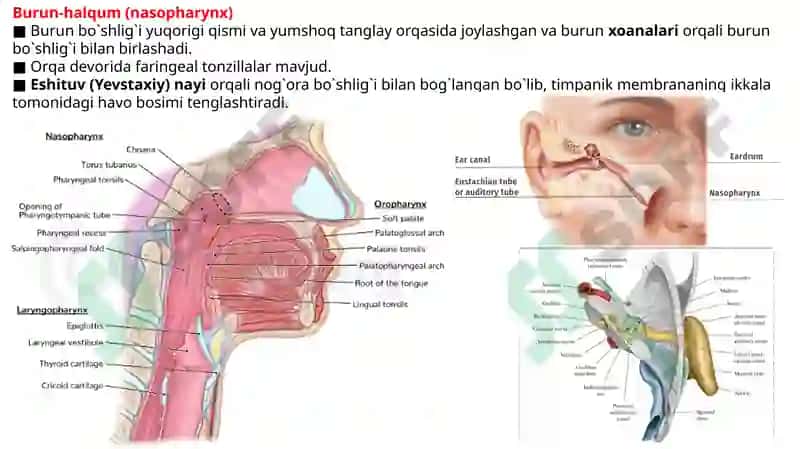 HALQUM, HALQUM QISMLARI, HALQUM INNERVATSIYASI, QON TOMIRLARI, HALQUM MUSKULLARI,   VA YUTINISH AKTI. 3