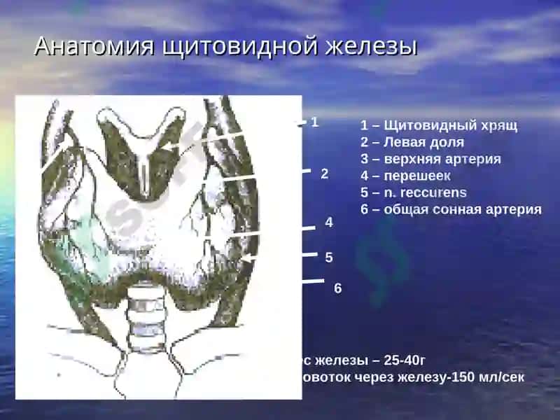 Заболевания щитовидной железы 3