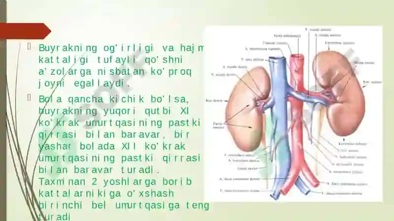 Bolalarda Buyrak, Siydik Yo’li, Siydik Pufagi va Siydik Chiqarish Kanali Anatoma – Fiziologik Xususiyatlari 3