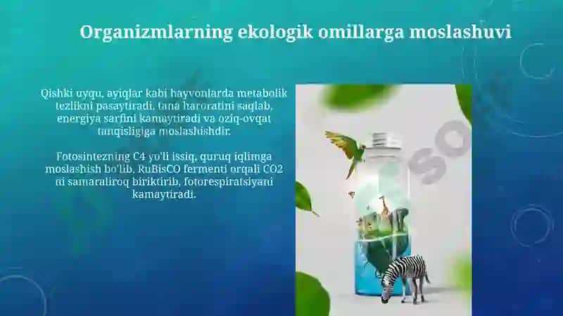 Turli ekologik omillarni tirik organizmlarga taʼsir etish mexanizmi 3