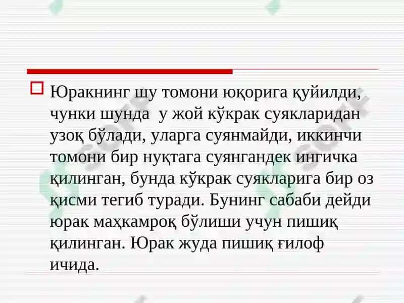 ЮРАК АНАТОМИЯСИ ВА НАБЗНИНГҲОСИЛМЕХАНИЗМИ 3