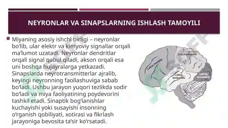 Bosh miyaning  ishlash tamoyillari 3