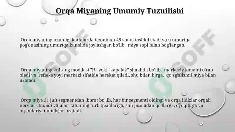 Orqa miya anatomiyasi 3