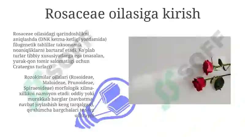 Rosaceae: Oila daraxti 3